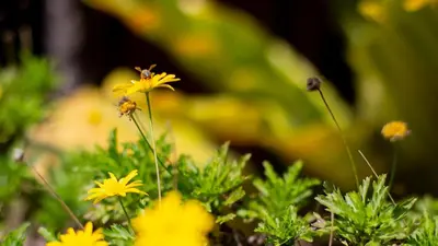 a group of yellow flowers in a field at Fondavela Hotel in Monteverde Costa Rica