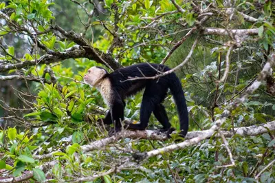 a monkey is climbing in a tree at Fondavela Hotel in Monteverde Costa Rica
