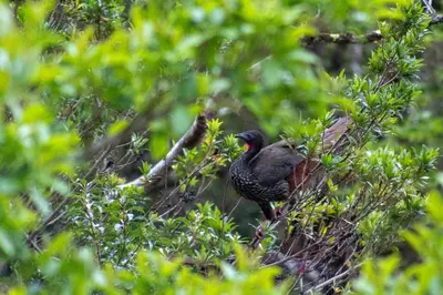 a bird is sitting in a tree at Fondavela Hotel in Monteverde Costa Rica