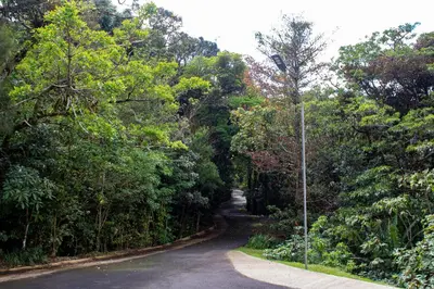 a road in the middle of a forest of trees at Fondavela Hotel in Monteverde Costa Rica