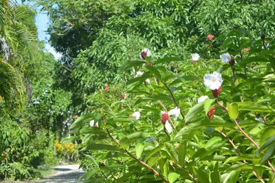 a bush with pink and white flowers on a path at Indigo Yoga Surf Resort in Mal País