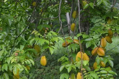 an orange tree with lots of fruits on it at Indigo Yoga Surf Resort in Mal País