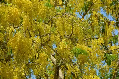 a tree with yellow flowers on its branches at Indigo Yoga Surf Resort in Mal País