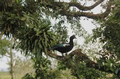 a bird is sitting on a tree branch at Rincón Sereno San Carlos in La Marina