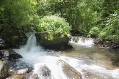 a stream of water in a river with trees at Bosque de Paz Reserva Biologica in Toro Amarillo