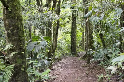 a dirt trail in the jungle with trees at Bosque de Paz Reserva Biologica in Toro Amarillo