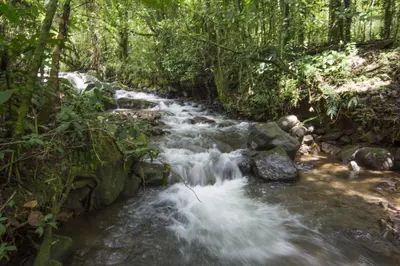a stream of water with rocks in a forest at Bosque de Paz Reserva Biologica in Toro Amarillo