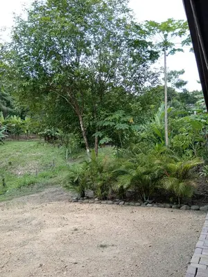 a view from a train window of a park with a tree at Casa La Montaña in Sámara