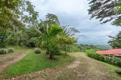 a dirt road with a palm tree in the middle at Cabaña El Manzano: Vistas increíbles y Mirador in Turrialba