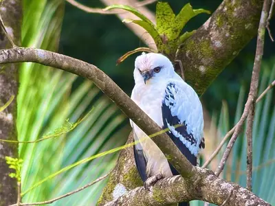 a blue and white bird sitting on a tree branch at Casa Colibrí in Bijagua