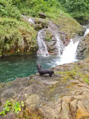a black dog standing on a rock in front of a waterfall at Casa Colibrí in Bijagua