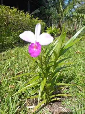 a pink and white flower in the grass at Casa Luz de Luna in Paraíso