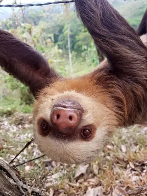 a sloth sticking its head up in the air at Arenal Nephelium Country Home, Refugio rural con piscina, jacuzzi y balcón con hermosas vistas al Volcán Arenal, en una finca privada in Fortuna