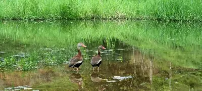 two birds standing in the water near some tall grass at Arenal Nephelium Country Home, Refugio rural con piscina, jacuzzi y balcón con hermosas vistas al Volcán Arenal, en una finca privada in Fortuna