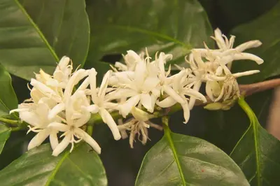 a group of white flowers on a plant with leaves at Cabin at Los Titos Coffee Farm in Recreo