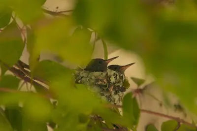 a bird sitting on a nest in a tree at Cabin at Los Titos Coffee Farm in Recreo