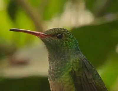 a green hummingbird with a long beak at Cabin at Los Titos Coffee Farm in Recreo