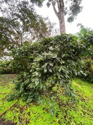 a bush covered in green leaves on a field at Jardín Del Bosque in Bijagua