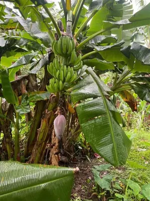 a bunch of bananas hanging from a banana tree at Jardín Del Bosque in Bijagua