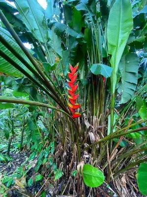 a red flower in the middle of a plant at Jardín Del Bosque in Bijagua