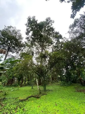 a group of trees in a field with green grass at Jardín Del Bosque in Bijagua