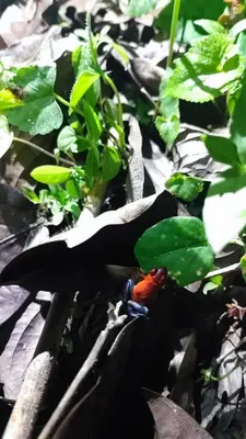 a colorful bird sitting on top of a plant at Jardín Del Bosque in Bijagua