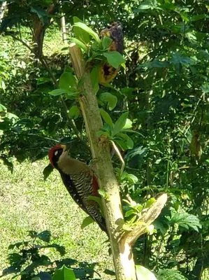 a bird is sitting on a tree branch at Studio House in Eco-Farm: nature, relaxing, hiking in Turrialba