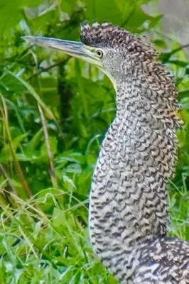 a bird with a long beak sitting in the grass at Studio House in Eco-Farm: nature, relaxing, hiking in Turrialba
