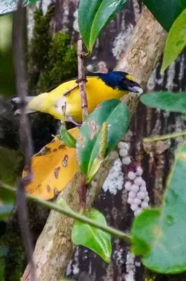 a yellow bird is sitting on a tree branch at Studio House in Eco-Farm: nature, relaxing, hiking in Turrialba