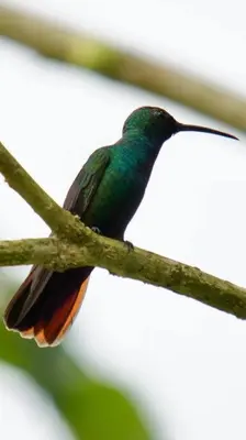 a humming bird perched on a tree branch at Studio House in Eco-Farm: nature, relaxing, hiking in Turrialba