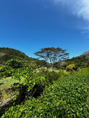 a tree in the middle of a field at Luxury Condo at Los Sueños Resort & Marina in La Mona