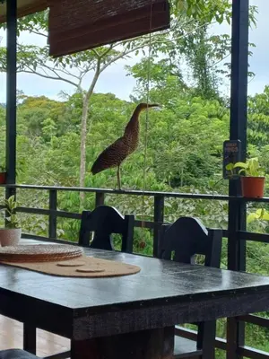 a bird perched on a table in a restaurant at Ceibo Lodge, great birdwatching in Bijagual