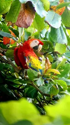 a red and yellow bird sitting on a tree branch at Ceibo Lodge, great birdwatching in Bijagual