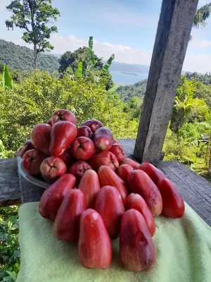 a plate of red fruit on a table with a view at Finca Del Cielo in El Castillo de la Fortuna