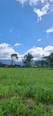 a field of green grass with trees in the background at Casas Plamont in Fortuna