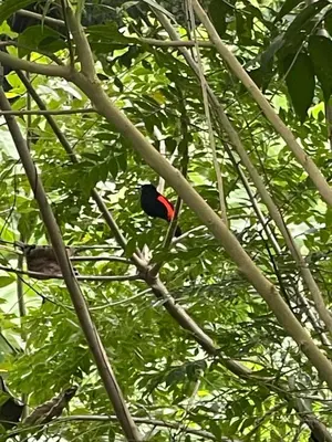 a bird perched on top of a tree branch at Casa Tucan in Quepos