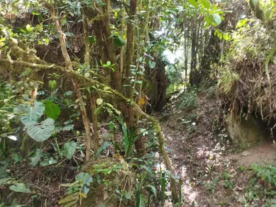 a trail in the jungle with a tree at Maison tranquille in Rivas