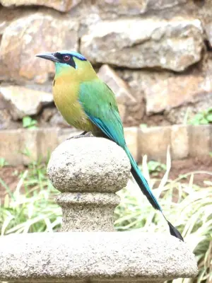 a colorful bird sitting on a stone pillar at Villa Magallanes in San Ramón