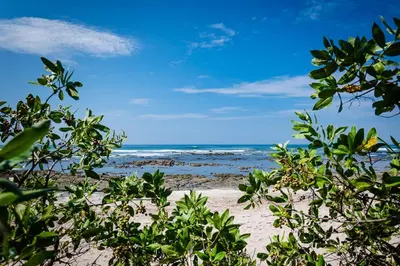 a view of the beach from behind some trees at Pool & AC Close to Beach with free bikes! in Tamarindo