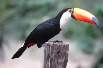 a toucan sitting on top of a wooden post at Spacious & serene with partial ocean & jungle view in Tamarindo