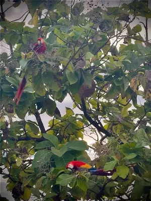 two birds are sitting in a tree at Prime Hermosa- Ocean View Villa with Infinity Pool in Playa Hermosa