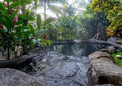 a pool of water in a garden with plants at Hotel El Silencio del Campo in Fortuna