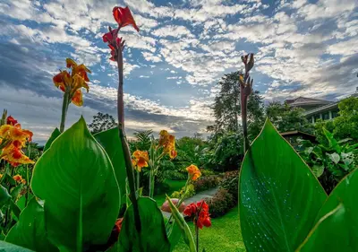 a group of flowers in a garden under a cloudy sky at Hotel El Silencio del Campo in Fortuna