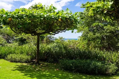 an orange tree in the grass with the ocean in the background at Beachfront Easy Beach access, security & cameras in Tamarindo