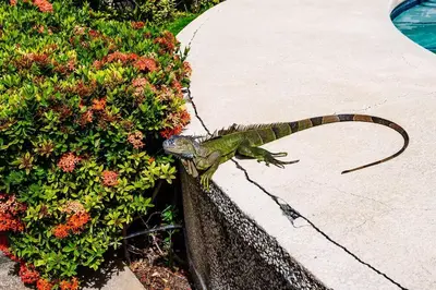 a lizard is sitting on a bush at Beachfront Ocean view terrace right on the beach in Tamarindo