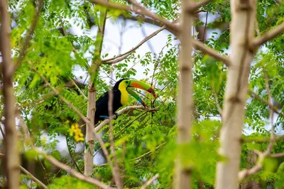 a toucan sitting on a branch of a tree at Rio Celeste Birds Garden Apartment con Aire Acondicionado Comodidad en un Entorno Natural 1 in Upala