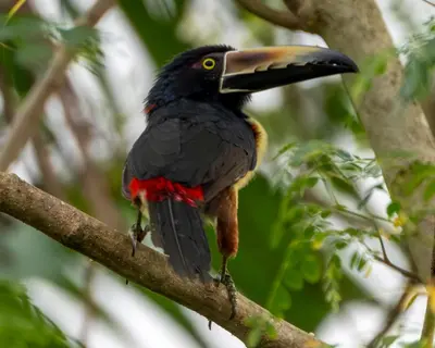 a black bird with a large beak sitting on a tree branch at Rio Celeste Birds Garden Apartment con Aire Acondicionado Comodidad en un Entorno Natural 1 in Upala