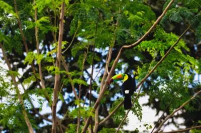 a colorful bird perched on a tree branch at Rio Celeste Birds Garden Apartment, Aire Acondicionado, comodidad y privacidad en un entorno natural 2 in Upala