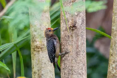 a bird perched on the side of a tree at Rio Celeste Birds Garden Apartment, Aire Acondicionado, comodidad y privacidad en un entorno natural 2 in Upala