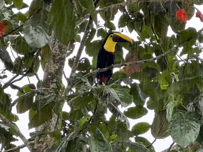 a colorful bird sitting on a tree branch at Casa Alexa Venecia in Venecia